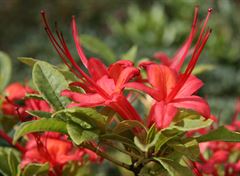 R.prunifolium-rød